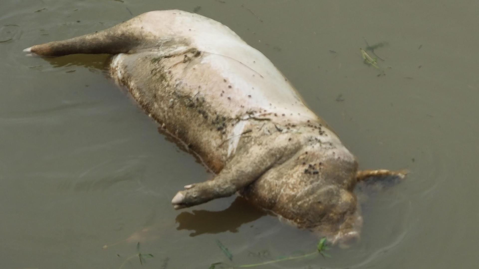 Ein totes Schwein in einem Fluss. Ein totes Schwein in einem Fluss.