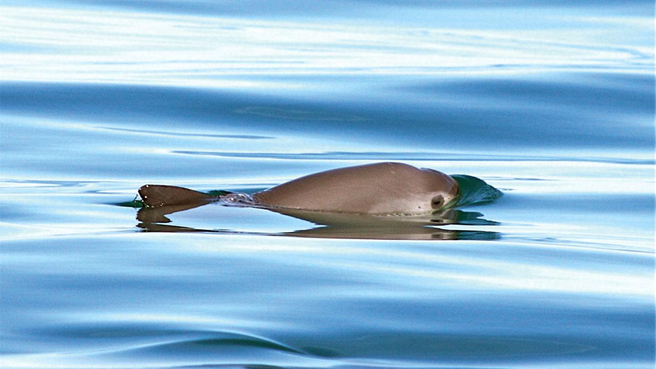 Ein Vaquita (kleinster Schweinswal der Welt). Nach Zählungen des Naturschutzverbands WWF droht die Ausrottung. Ein Vaquita (kleinster Schweinswal der Welt). Nach Zählungen des Naturschutzverbands WWF droht die Ausrottung.