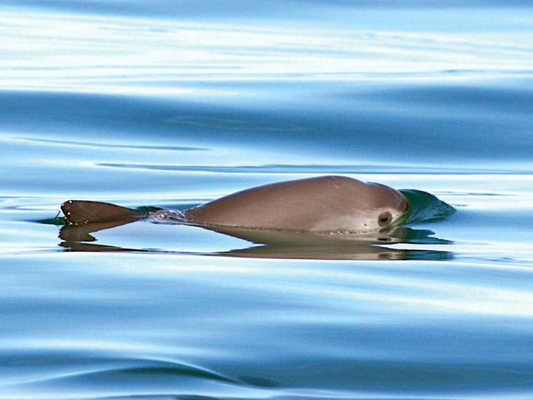 Ein Vaquita (kleinster Schweinswal der Welt). Nach Zählungen des Naturschutzverbands WWF droht die Ausrottung.