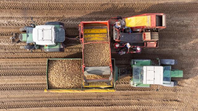 Kartoffeln werden von einem Roder (oben) auf einen Anhänger verladen (Aufnahme mit einer Drohne). Kartoffeln werden von einem Roder (oben) auf einen Anhänger verladen (Aufnahme mit einer Drohne).