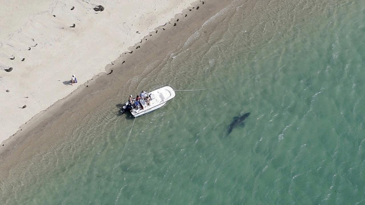 Luftaufnahme eines Strandes, an dem entlang ein Boot fährt und ein Hai schwimmt. Luftaufnahme eines Strandes, an dem entlang ein Boot fährt und ein Hai schwimmt.