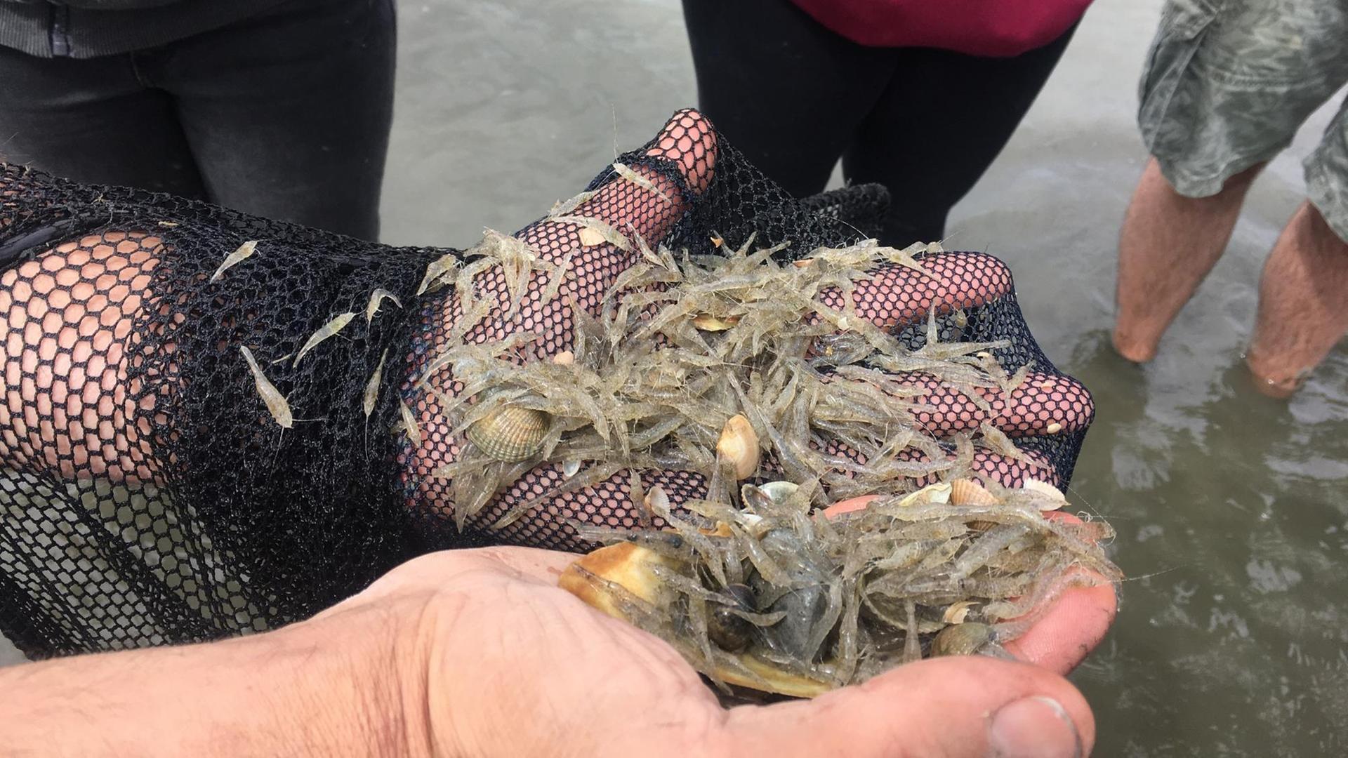 Muscheln und Algen auf Händen. Muscheln und Algen auf Händen.