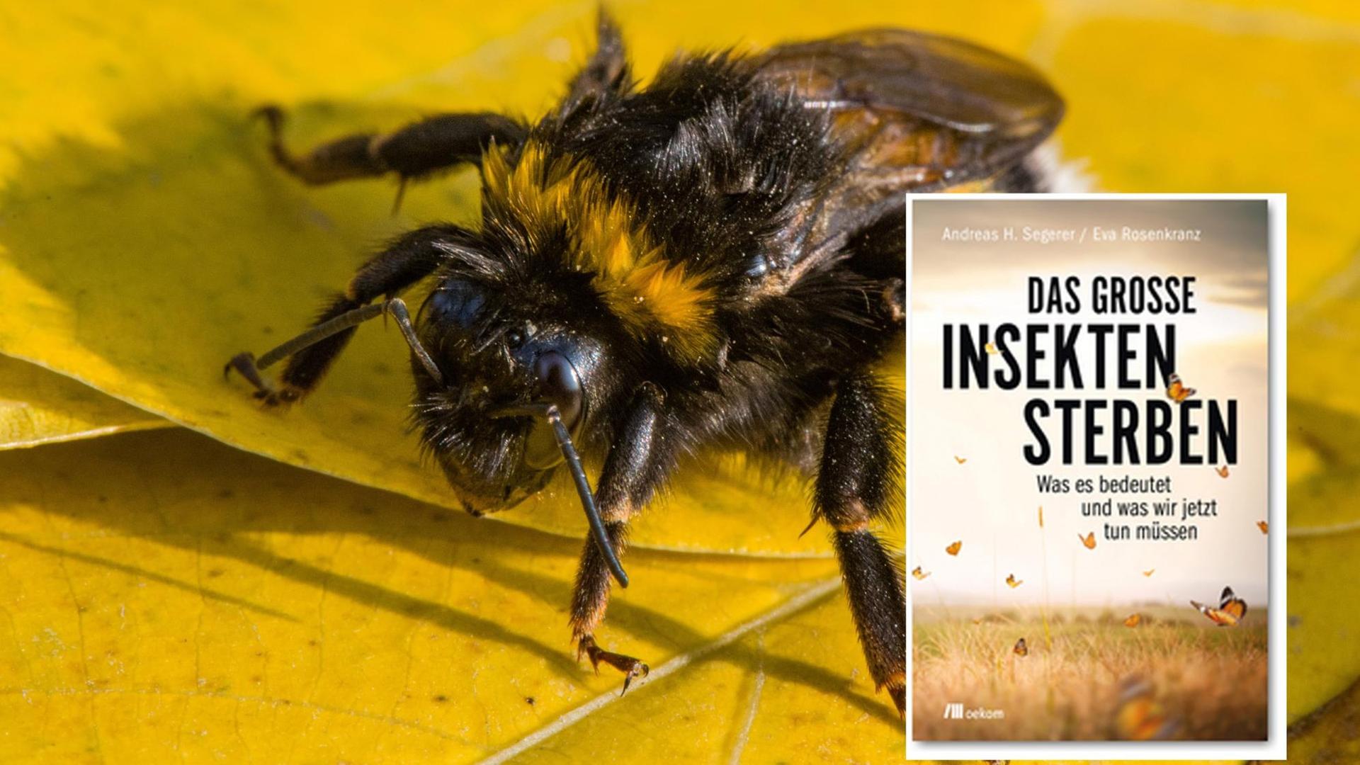 Buchcover "Das große Insektensterben" Buchcover "Das große Insektensterben"