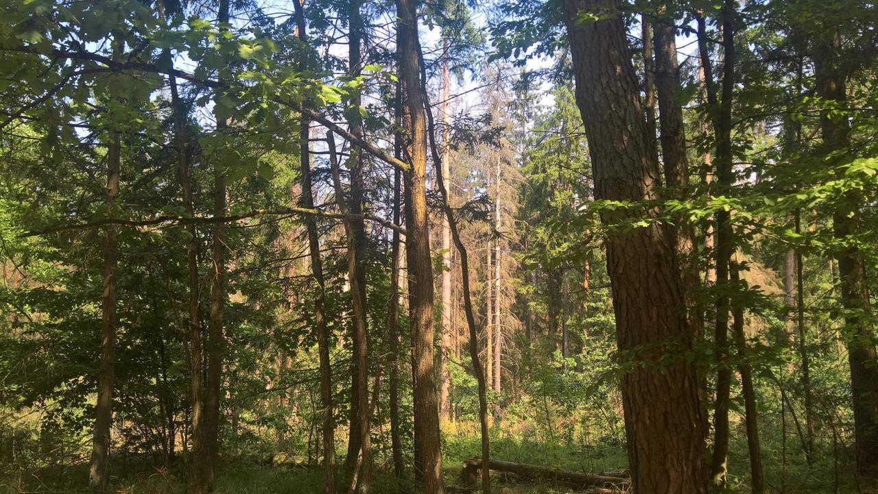 Dichte Bäume nebeneinander im Bialowieza - dem letzten Urwald Europas. Dichte Bäume nebeneinander im Bialowieza - dem letzten Urwald Europas.