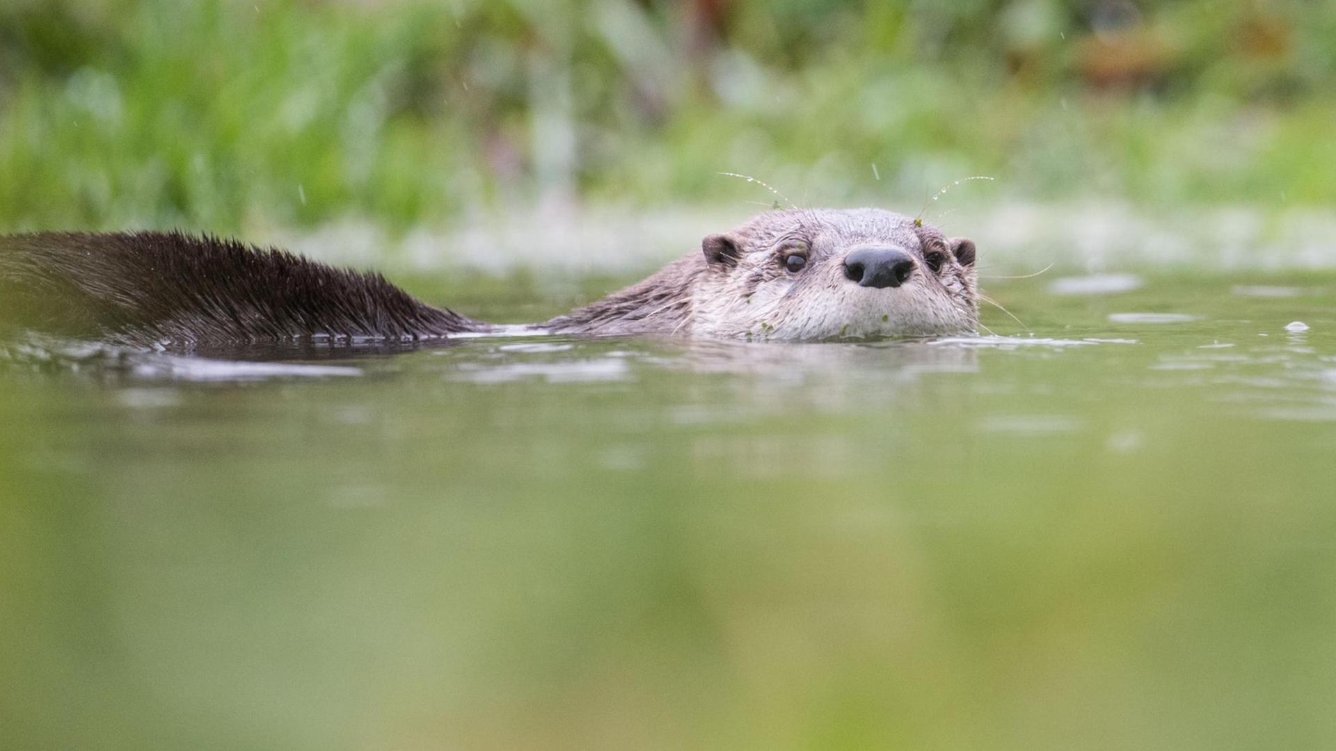Ein Fischotter schwimmt am 25.11.2017 in Neuhaus im Solling (Niedersachsen) in seinem Gehege durch einen Teich. Foto: Lino Mirgeler/dpa | Verwendung weltweit Ein Fischotter schwimmt am 25.11.2017 in Neuhaus im Solling (Niedersachsen) in seinem Gehege durch einen Teich. Foto: Lino Mirgeler/dpa | Verwendung weltweit
