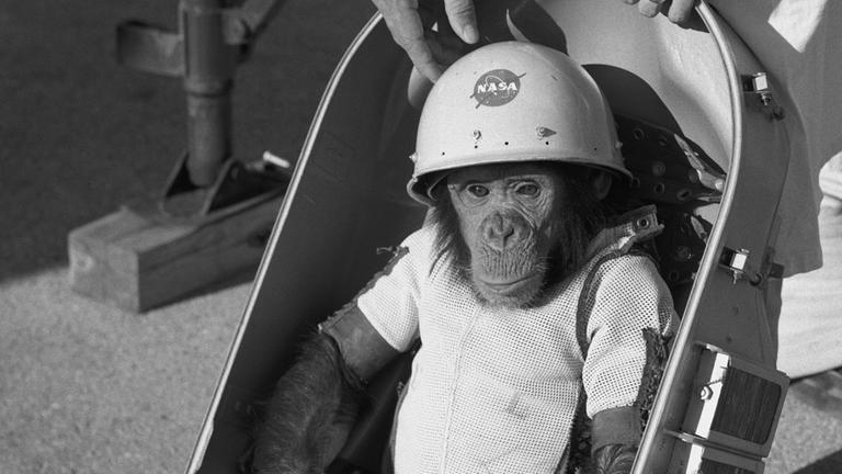 Den "Astro-Schimpansen" Ham schickte die NASA auf einen Suborbitalflug Den "Astro-Schimpansen" Ham schickte die NASA auf einen Suborbitalflug