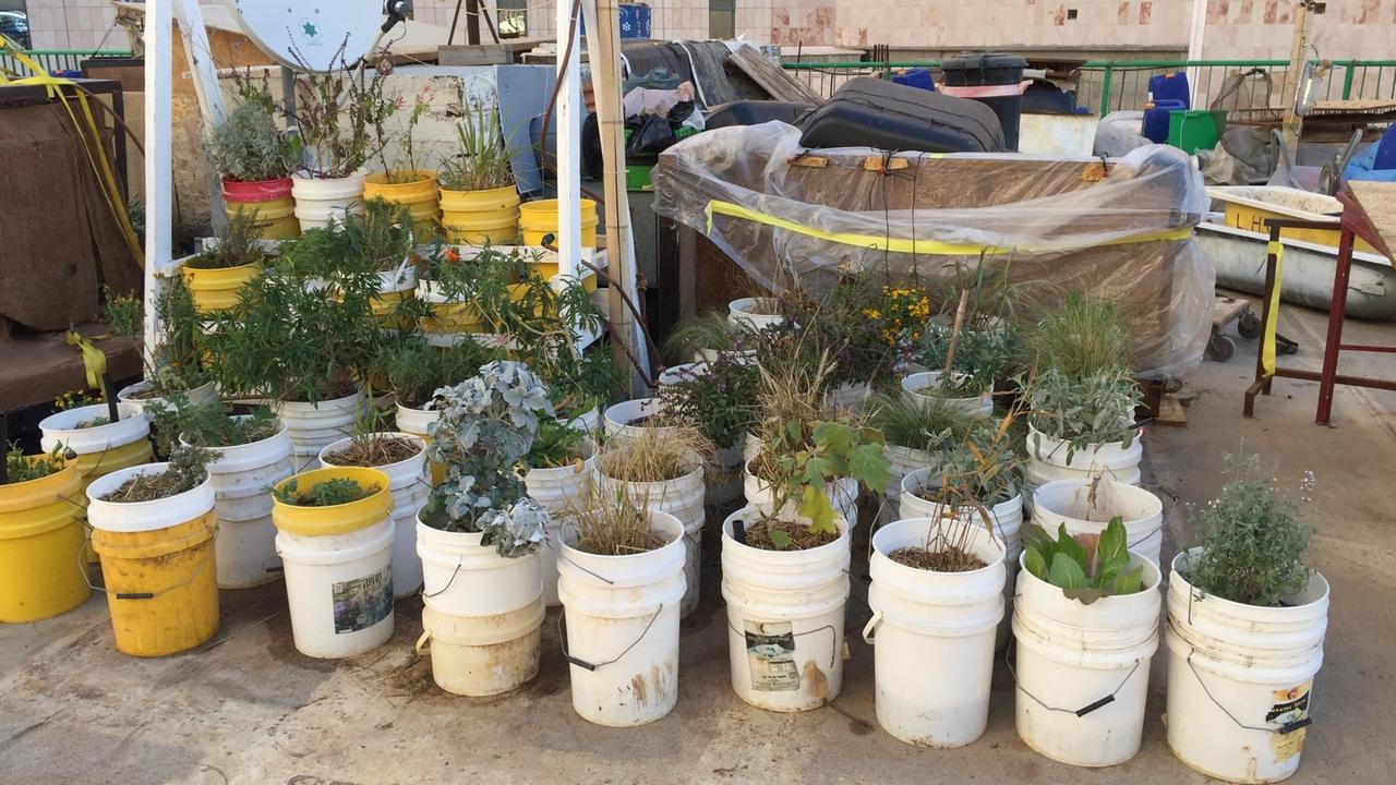 Alternatives Propolis-Zentrum in Jerusalem, das Lehrgänge zur Dachbegrünung anbietet Alternatives Propolis-Zentrum in Jerusalem, das Lehrgänge zur Dachbegrünung anbietet