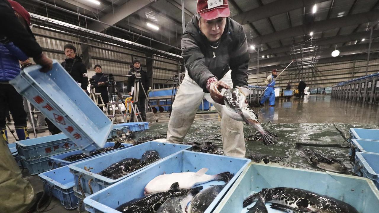 Kugelfische in Kisten auf dem Haedomari Fischmarkt in Shimonoseki City, Yamaguchi Prefektur in Japan.