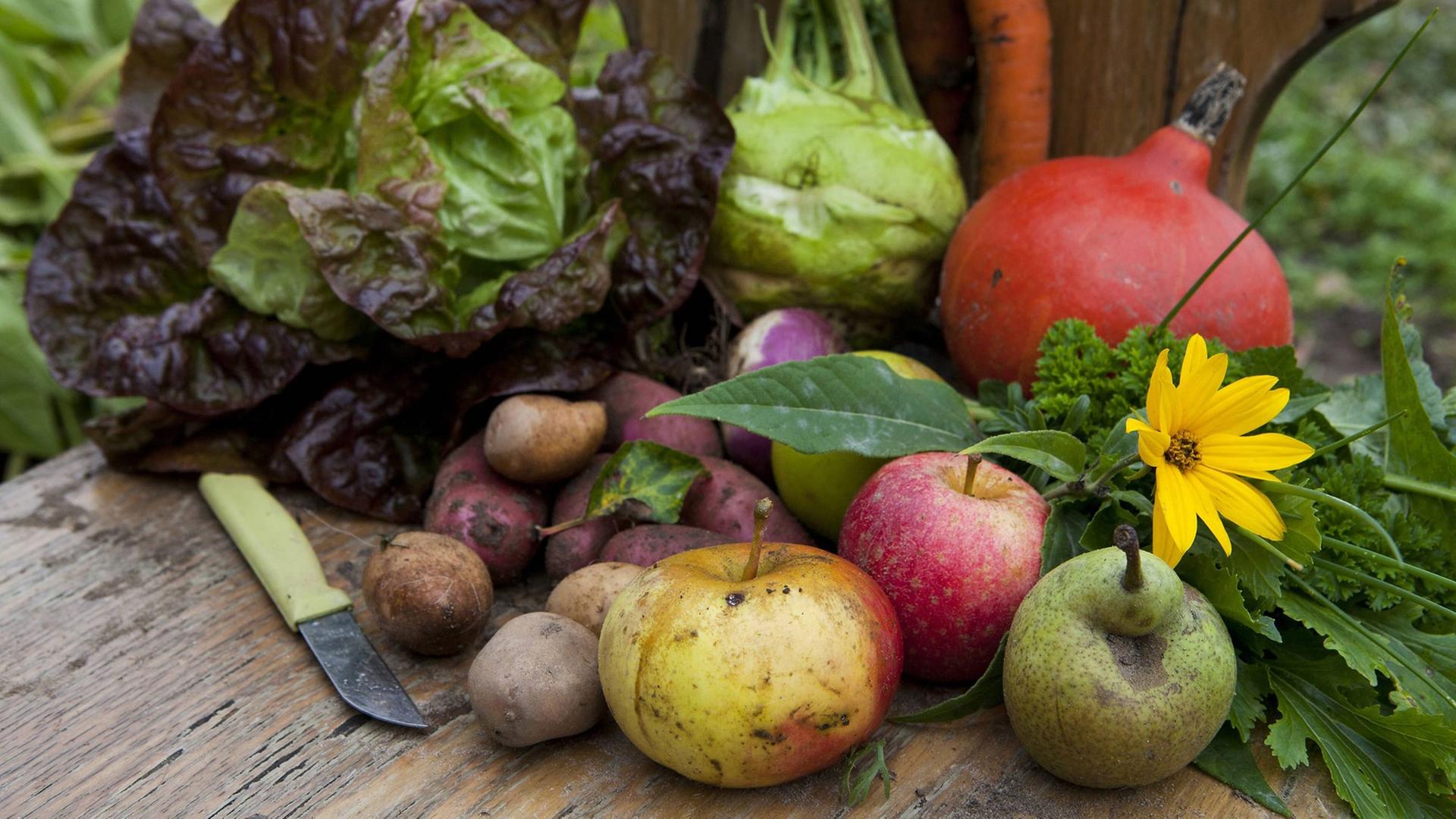 Äpfel, Kartoffeln, Kohlrabi, Salatkopf, Kürbis liegen auf einem Stuhl Äpfel, Kartoffeln, Kohlrabi, Salatkopf, Kürbis liegen auf einem Stuhl