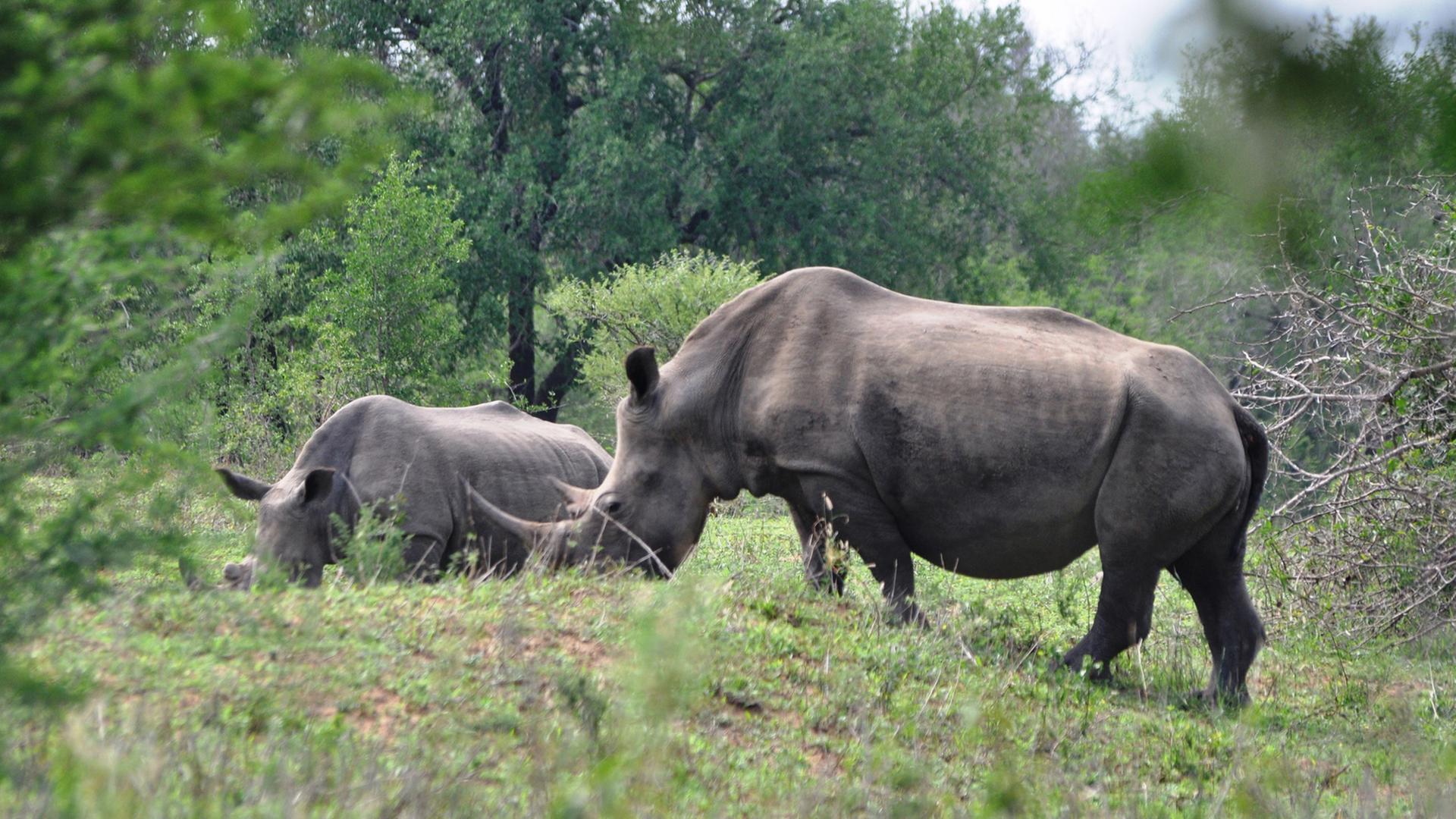 Ein wild lebendes Breitmaulnashorn mit Jungtier im Imfolozi Nationalpark (Südafrika) Ein wild lebendes Breitmaulnashorn mit Jungtier im Imfolozi Nationalpark (Südafrika)