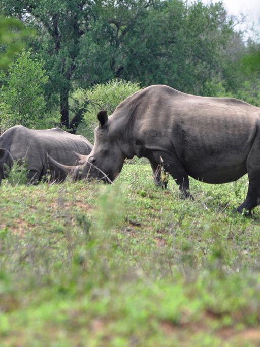 Ein wild lebendes Breitmaulnashorn mit Jungtier im Imfolozi Nationalpark (Südafrika)