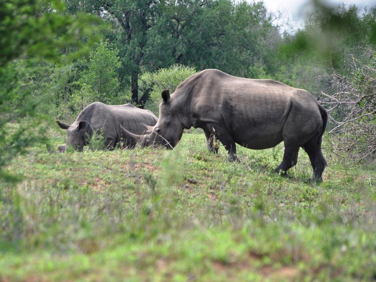 Ein wild lebendes Breitmaulnashorn mit Jungtier im Imfolozi Nationalpark (Südafrika)