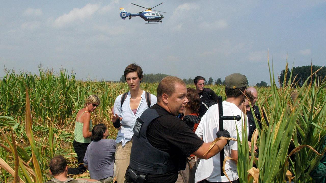 30.7.2006: Aktivisten werden bei einer sogenannten "Feldbefreiungsaktion" in einem Feld mit gentechnisch veränderten Mais festgenommen, oben kreist ein Polizeihubschrauber 30.7.2006: Aktivisten werden bei einer sogenannten "Feldbefreiungsaktion" in einem Feld mit gentechnisch veränderten Mais festgenommen, oben kreist ein Polizeihubschrauber