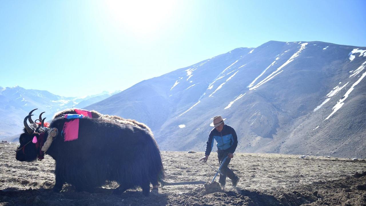 Ein Bauer auf einem Feld in Tibet Ein Bauer auf einem Feld in Tibet