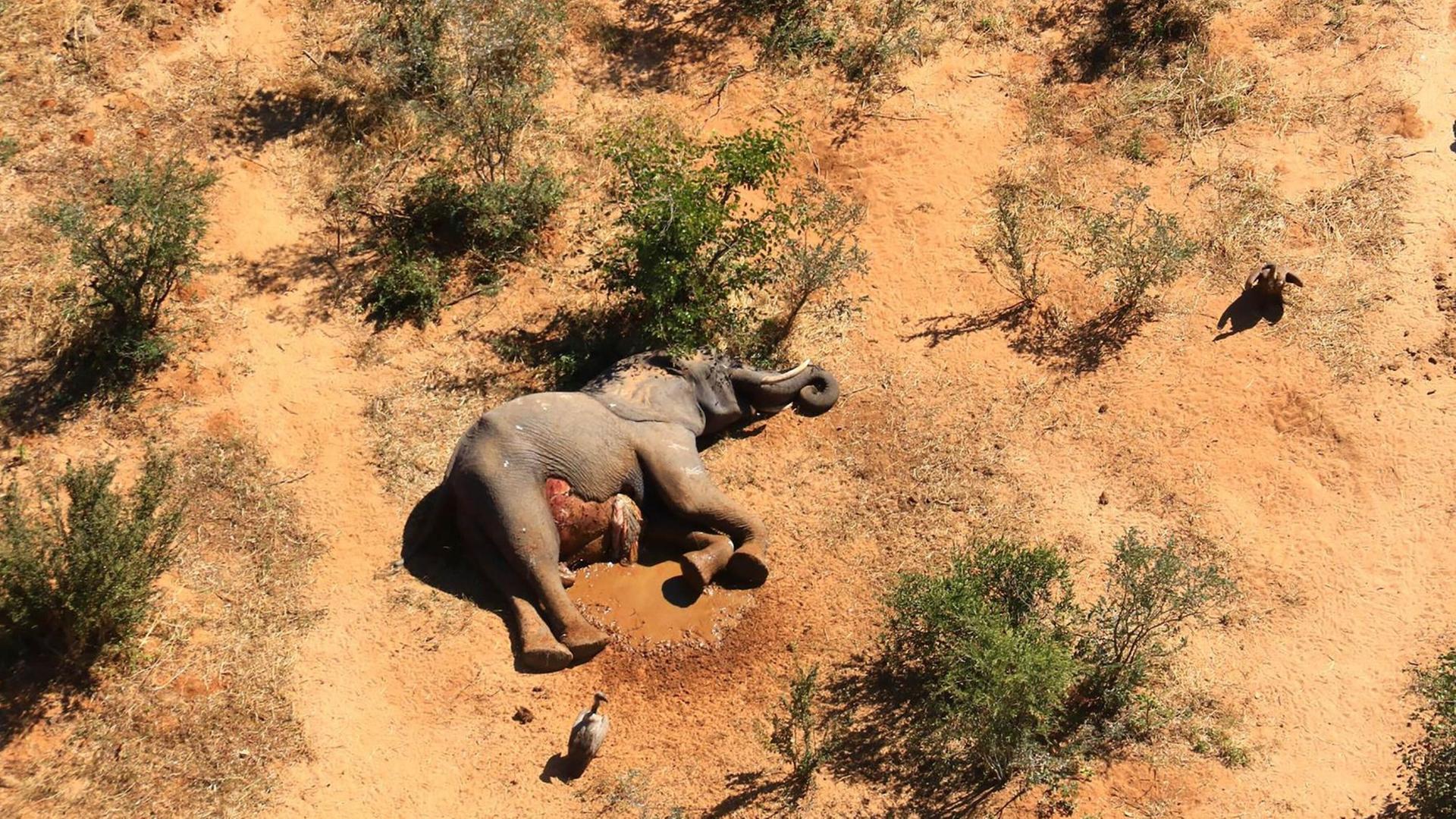 Ein toter Elefant liegt auf der Erde Ein toter Elefant liegt auf der Erde