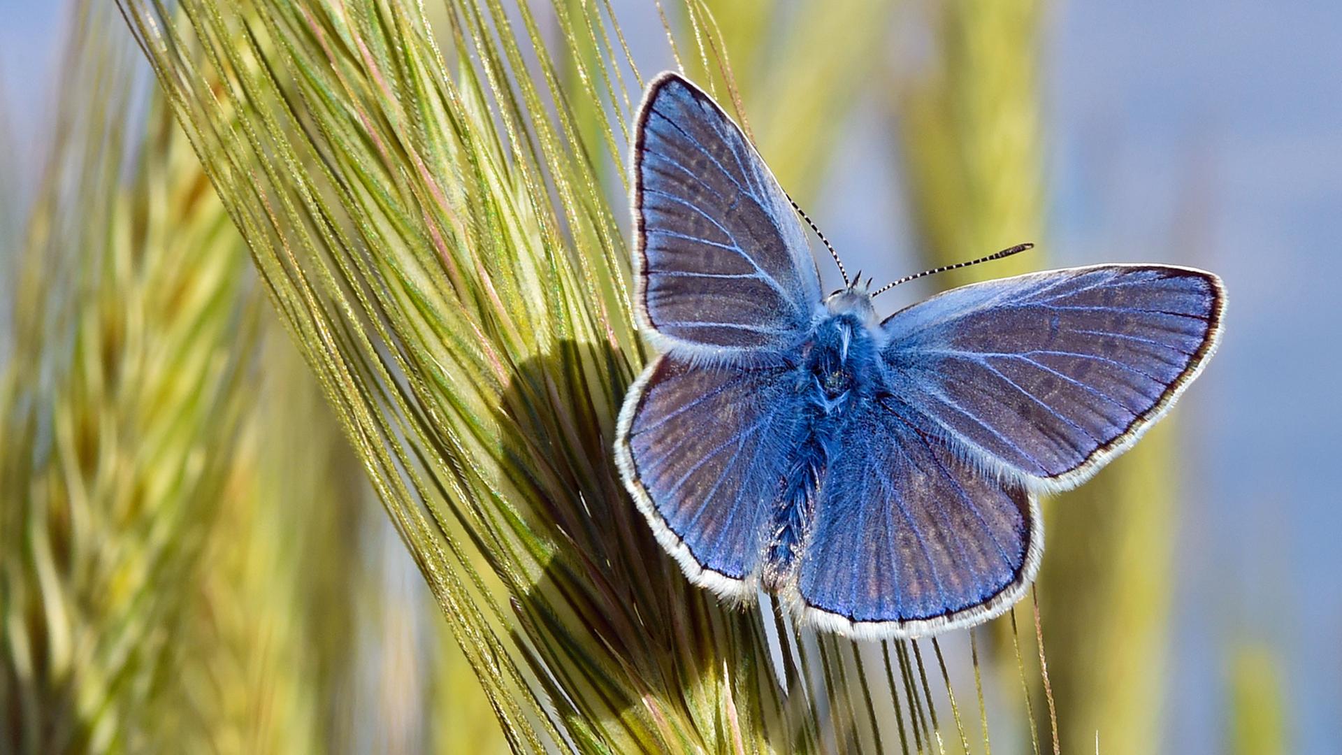 Ein Schmetterling auf einer Roggenähre an einem Feldrand nahe Jacobsdorf im Landkreis Oder-Spree (Brandenburg) zu sehen. Ein Schmetterling auf einer Roggenähre an einem Feldrand nahe Jacobsdorf im Landkreis Oder-Spree (Brandenburg) zu sehen.