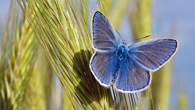 Ein Schmetterling auf einer Roggenähre an einem Feldrand nahe Jacobsdorf im Landkreis Oder-Spree (Brandenburg) zu sehen.