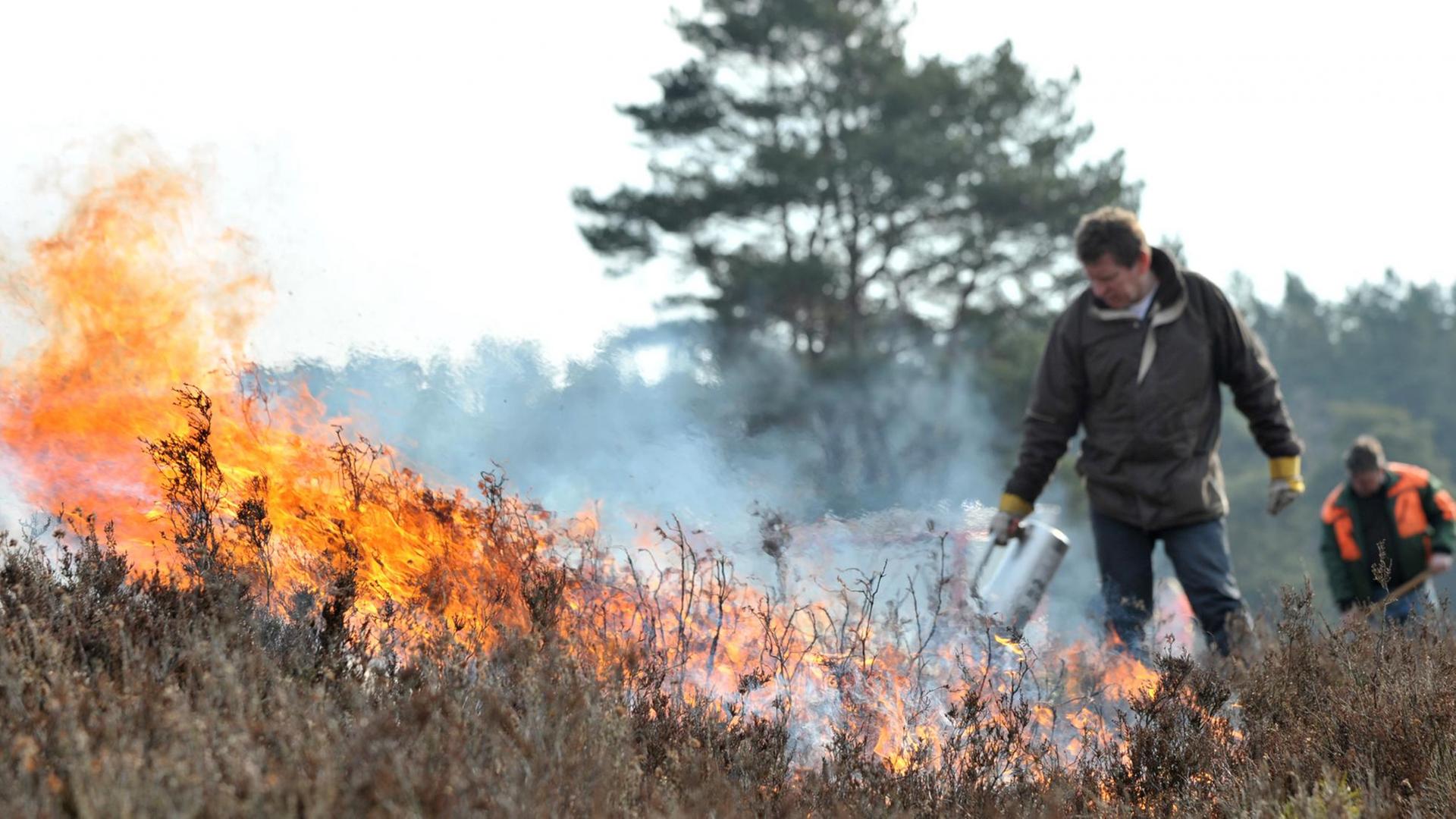 Mitarbeiter der Naturschutzbehörde des Landkreises Lüneburg entzünden Heidekraut in der Schwindebecker Heide. Mit der Aktion soll die Heidefläche verjüngt werden. Mitarbeiter der Naturschutzbehörde des Landkreises Lüneburg entzünden Heidekraut in der Schwindebecker Heide. Mit der Aktion soll die Heidefläche verjüngt werden.