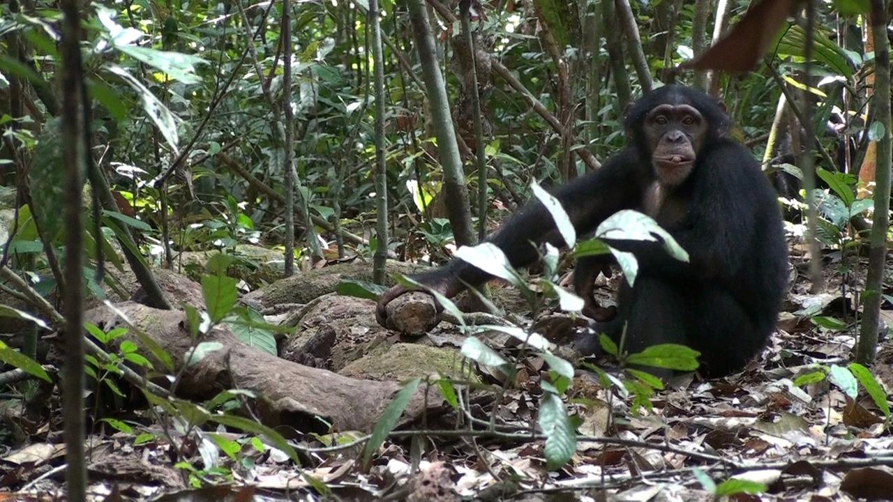 Ein Schimpanse knackt Nüsse mit einem Stein