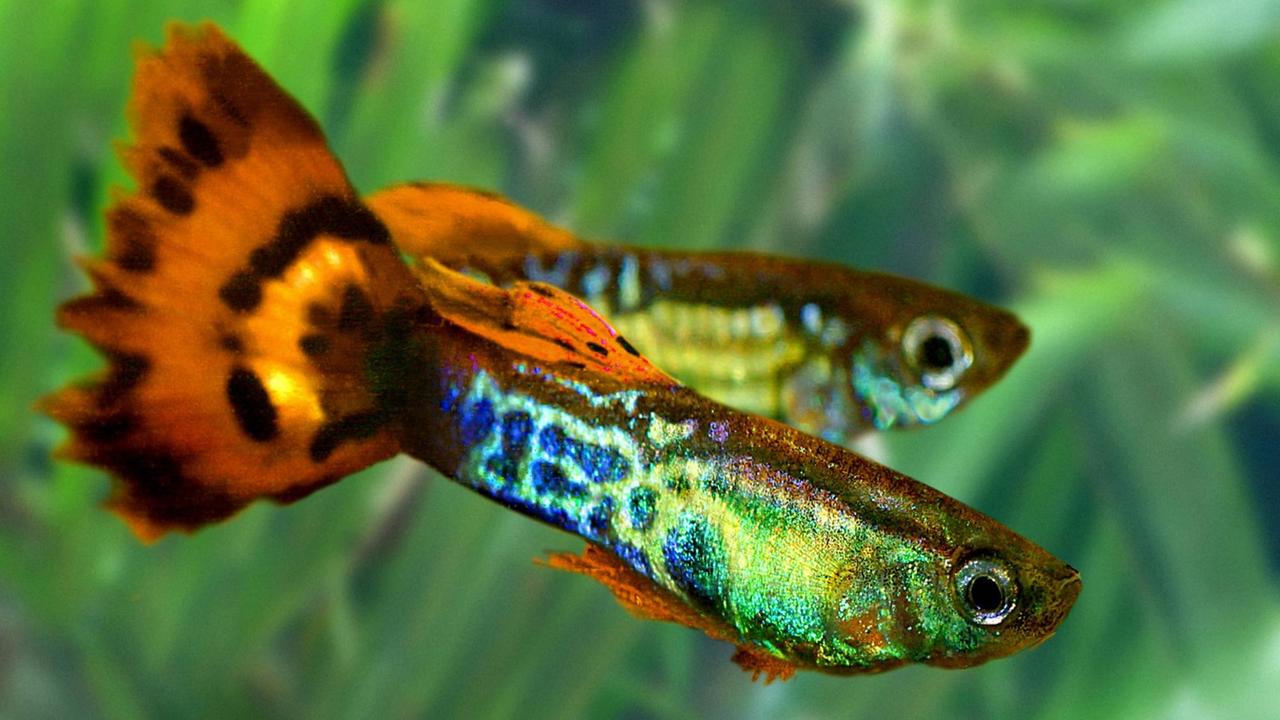 Im Zweier-Team untersuchen Guppys, ob von einem Barsch gerade Gefahr ausgeht oder der Fressfeind bereits satt ist Im Zweier-Team untersuchen Guppys, ob von einem Barsch gerade Gefahr ausgeht oder der Fressfeind bereits satt ist