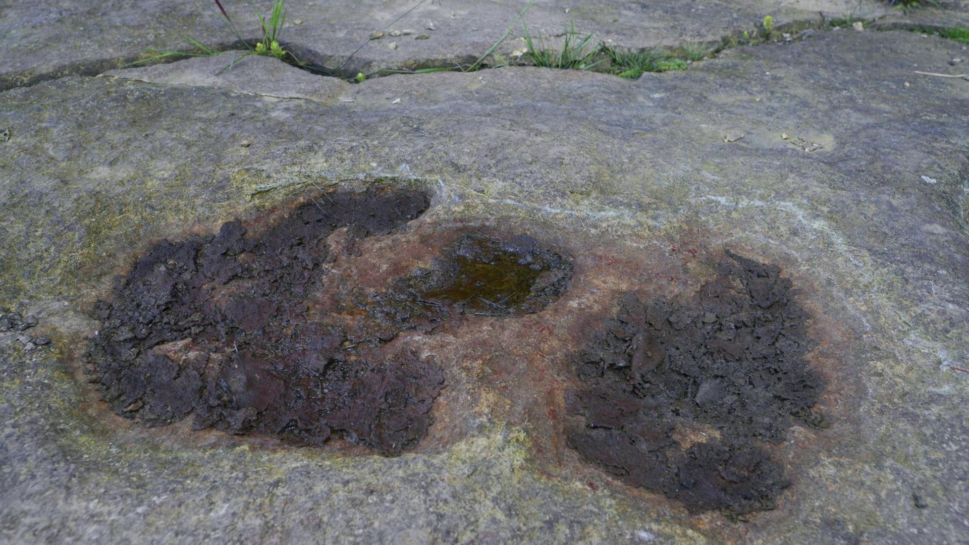 Versteinerter Fußabdruck eines Dinosauriers im Obernkirchener Sandsteinbruch in Niedersachsen. Versteinerter Fußabdruck eines Dinosauriers im Obernkirchener Sandsteinbruch in Niedersachsen.