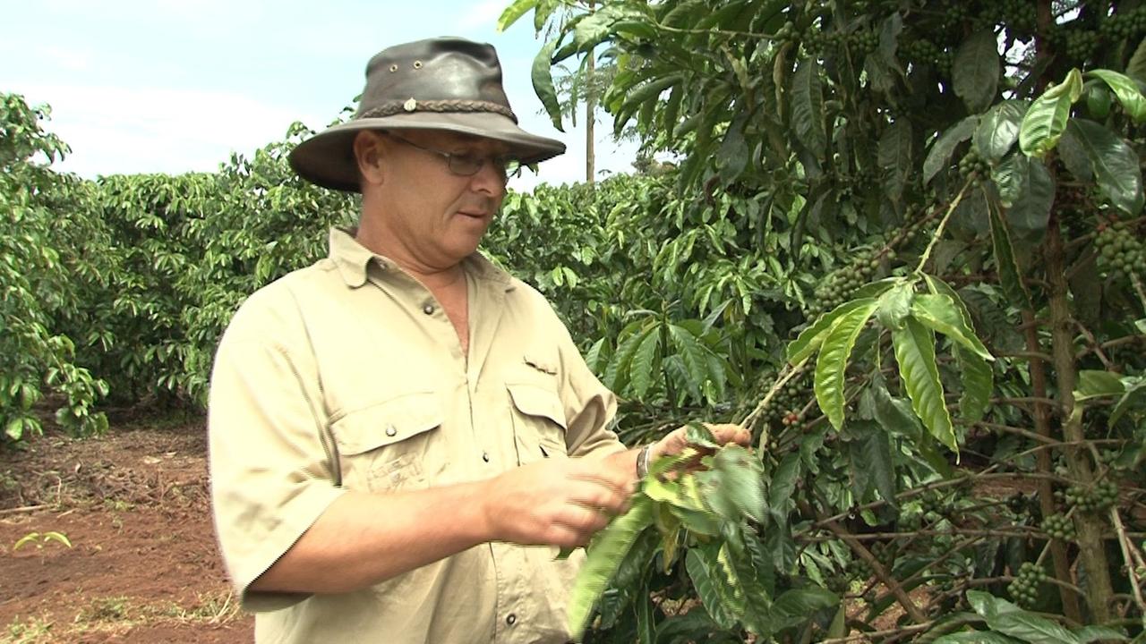 Hans Fässler, Manager Neumann Kaffee Gruppe in Uganda 2011 beim Begutachten der Kaffeebläter. Hans Fässler, Manager Neumann Kaffee Gruppe in Uganda 2011 beim Begutachten der Kaffeebläter.
