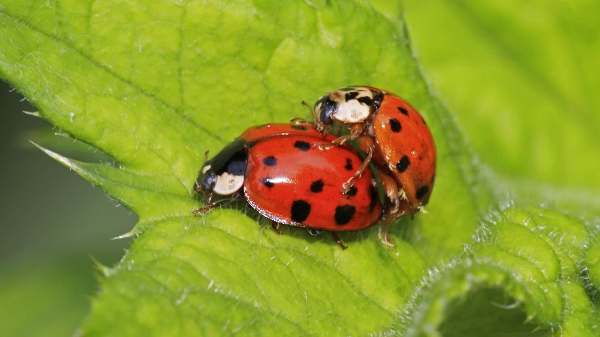 Asiatische oder auch Harlekin-Marienkaefer bei der Paarung Asiatische oder auch Harlekin-Marienkaefer bei der Paarung