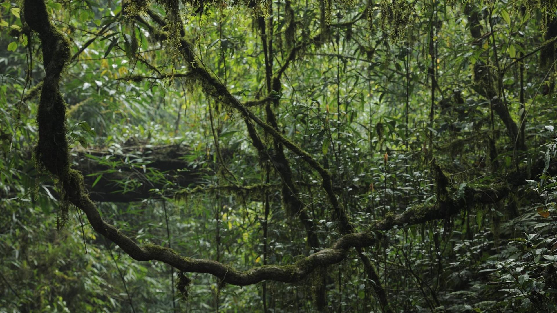 Lianas in the subtropical rainforest, Gaoligongshan NP, Yunnan province, China PUBLICATIONxINxGERxSUIxAUTxONLY 1434158 StaffanxWidstrand lianas in The subtropical RAINFOREST Gaoligongshan NP Yunnan Province China PUBLICATIONxINxGERxSUIxAUTxONLY 1434158 StaffanxWidstrand Lianas in the subtropical rainforest, Gaoligongshan NP, Yunnan province, China PUBLICATIONxINxGERxSUIxAUTxONLY 1434158 StaffanxWidstrand lianas in The subtropical RAINFOREST Gaoligongshan NP Yunnan Province China PUBLICATIONxINxGERxSUIxAUTxONLY 1434158 StaffanxWidstrand