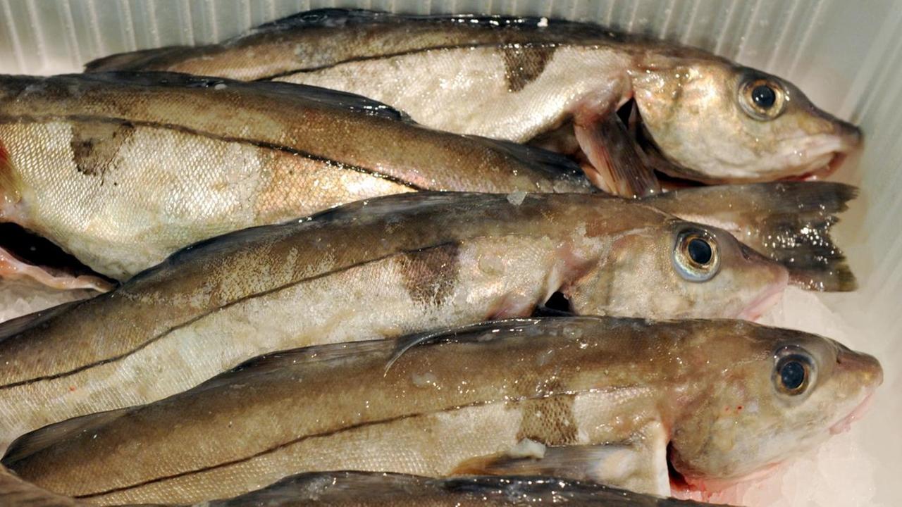 Frische Schellfische liegen in den frühen Morgenstunden in einer Box in der Halle des Hamburger Fischmarktes. Frische Schellfische liegen in den frühen Morgenstunden in einer Box in der Halle des Hamburger Fischmarktes.
