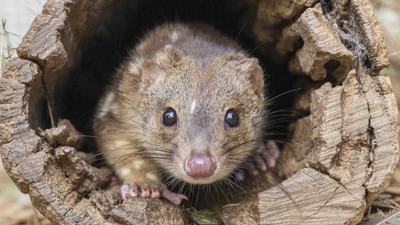 Juvenile spotted-tail quoll at Kangaroo Island Wildlife Park Juvenile spotted-tail quoll at Kangaroo Island Wildlife Park