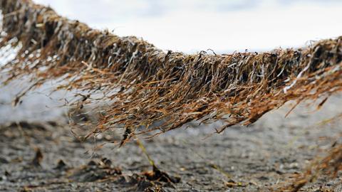 Getrocknetes Seegras weht am 20.7.2013 in Mecklenburg-Vorpommern an einem Zaun.