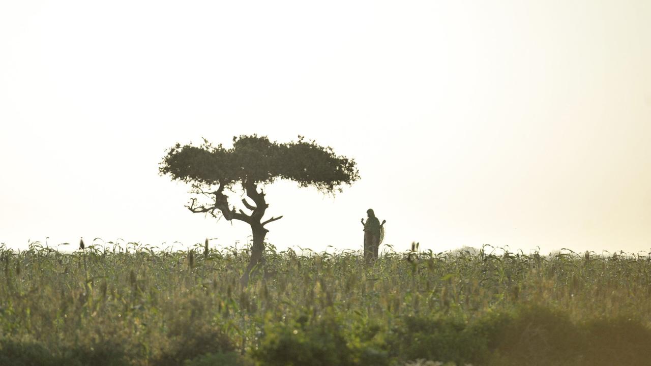 Ein grüner Acker in Somalia, im Hintergrund ein Baum und eine Farmerin.