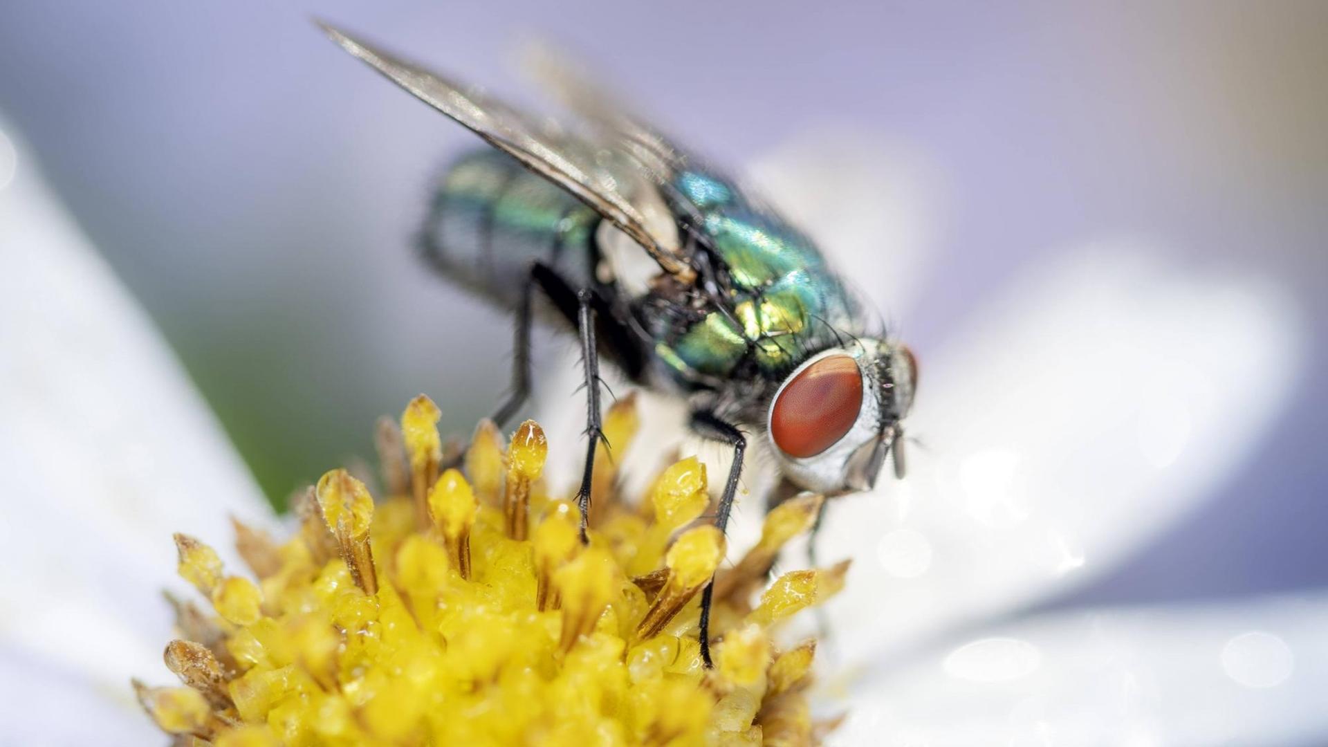 Eine Goldfliege (Lucilia sericata) sitzt auf einer Garten Margerite Eine Goldfliege (Lucilia sericata) sitzt auf einer Garten Margerite