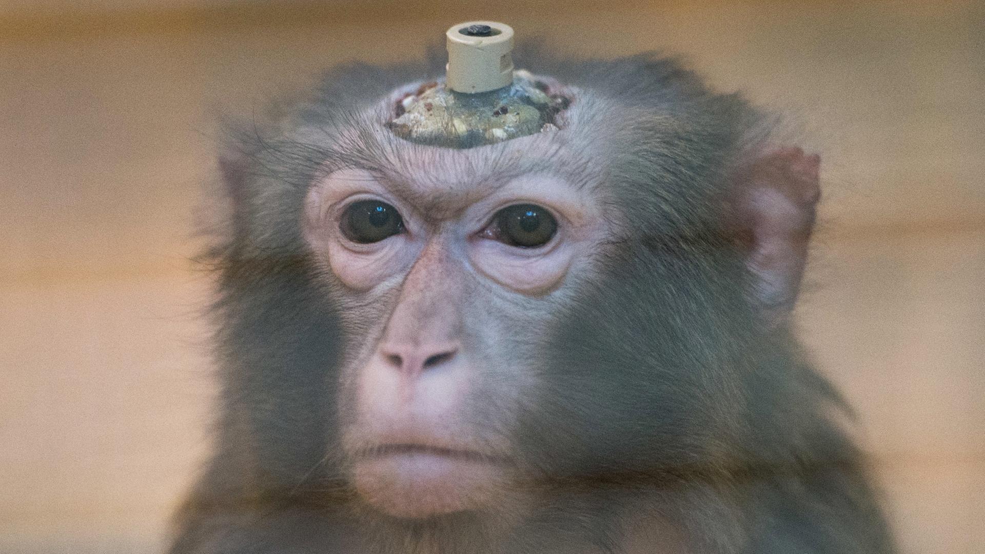 Ein Rhesus-Affe mit einem Implantat Ein Rhesus-Affe mit einem Implantat