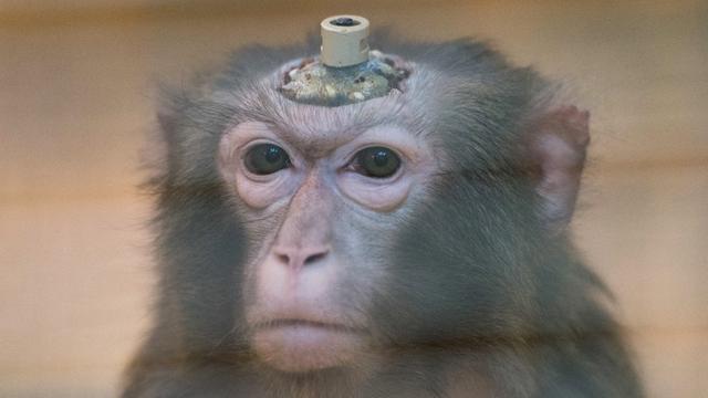 Ein Rhesus-Affe mit einem Implantat