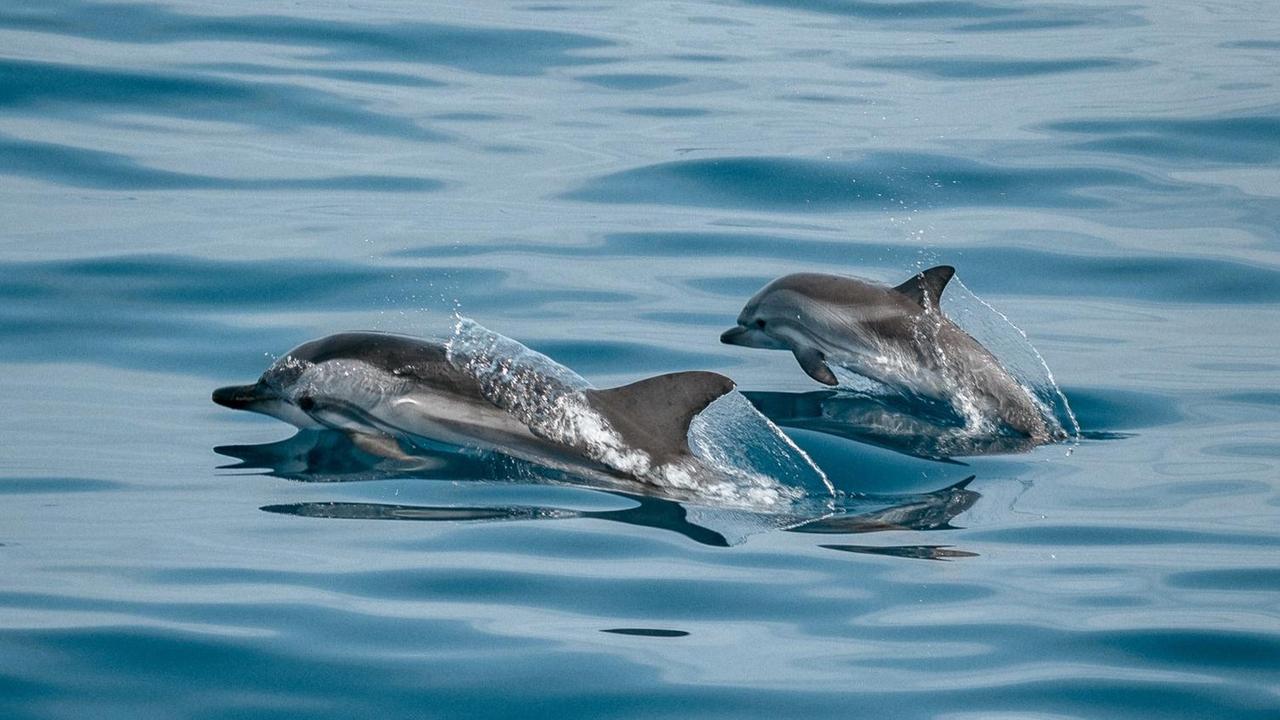 Zwei Delfine im Meer. Zwei Delfine im Meer.