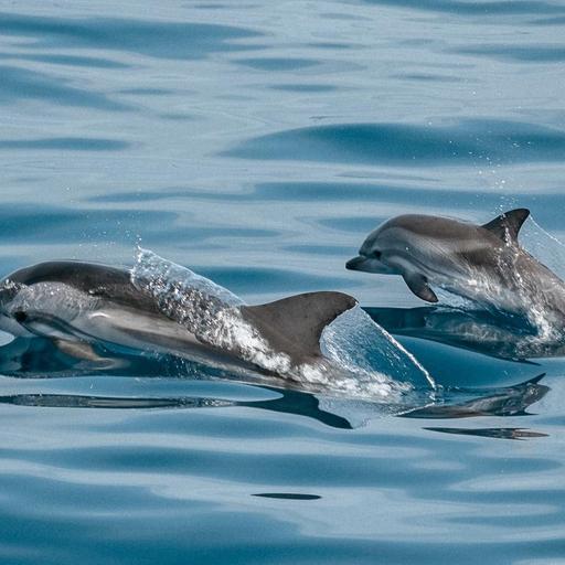 Zwei Delfine im Meer.