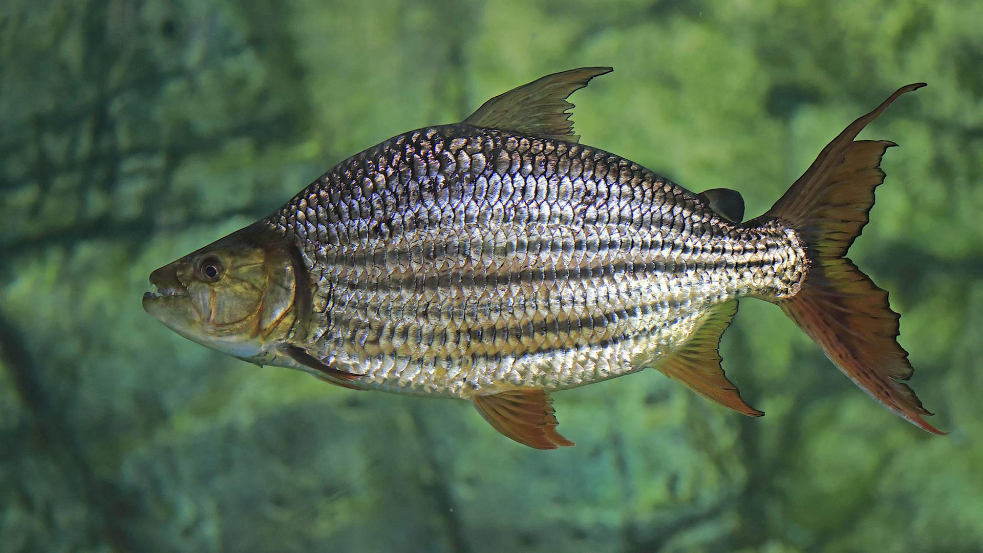 Tigersalmler Tigersalmler