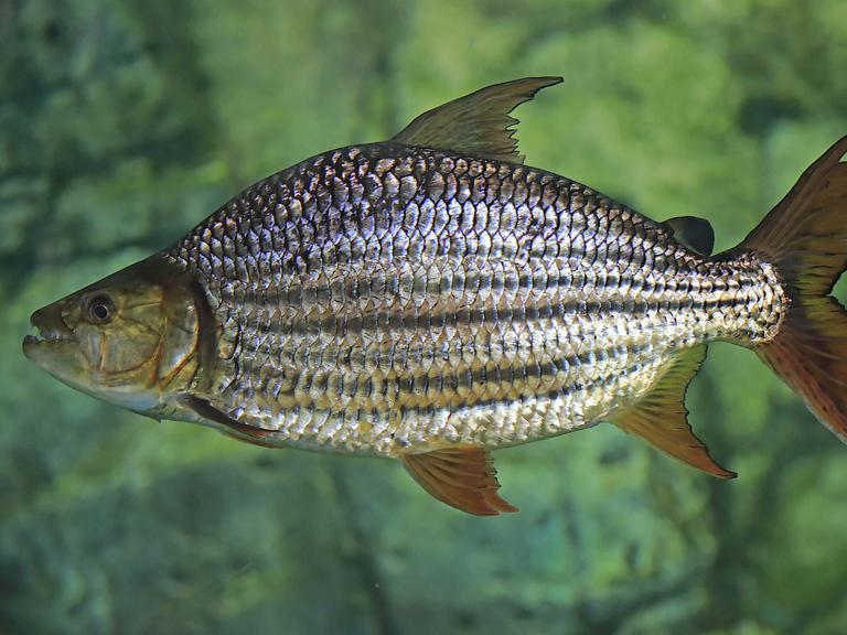 Tigersalmler