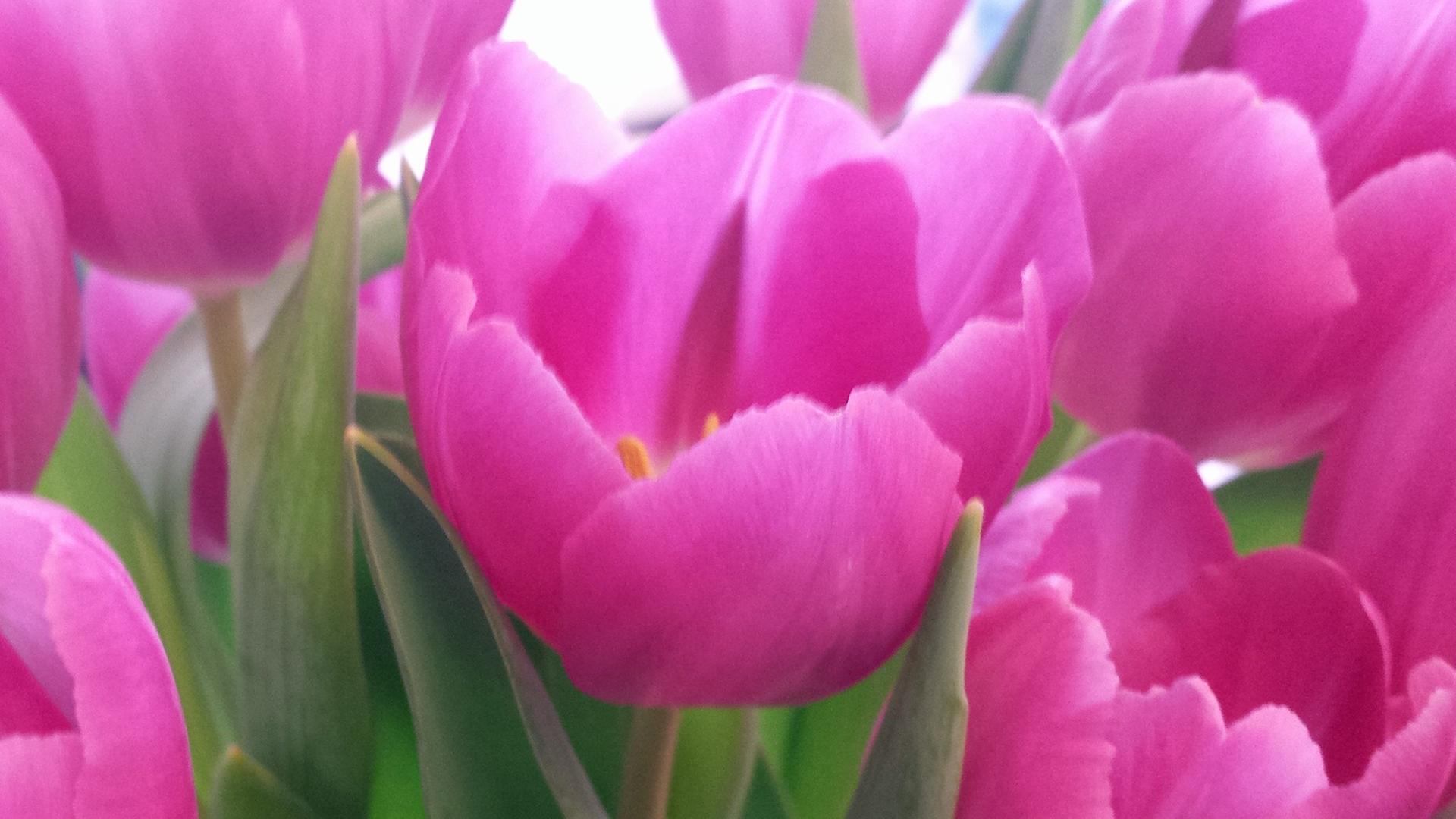 Rosafarbene Tulpen Rosafarbene Tulpen