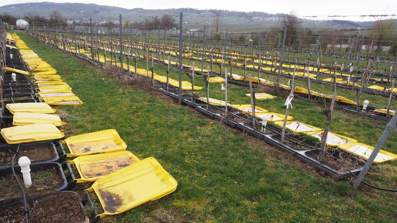 Geräte zu einem Versuch zur Tröpfchenbewässerung bei Reben stehen in einem Weinberg.