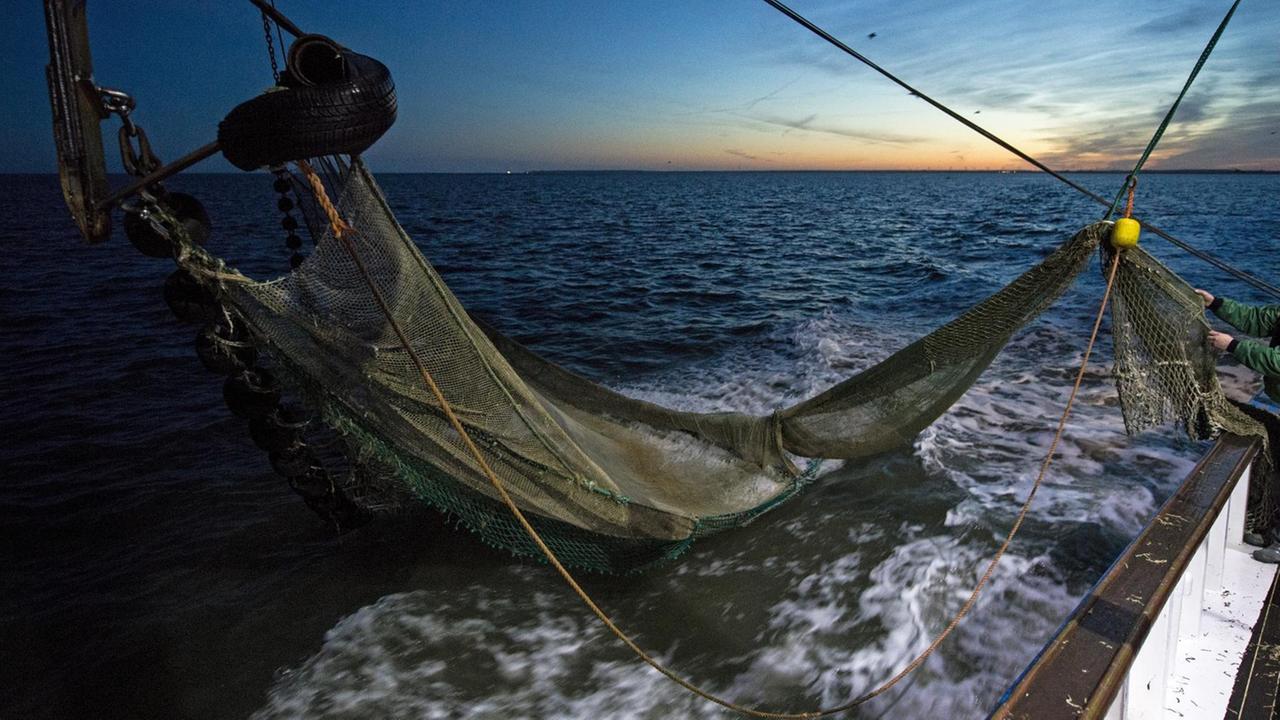 Ein Krabbenfischer bereitet an Bord seines Kutters in der Nordsee das Leeren eines Fangs aus dem gehievten Schleppnetz vor. Ein Krabbenfischer bereitet an Bord seines Kutters in der Nordsee das Leeren eines Fangs aus dem gehievten Schleppnetz vor.