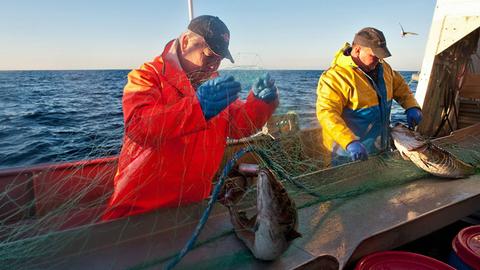 Zwei Fischer holen die Netze mit den gefangenen Fischen ein.