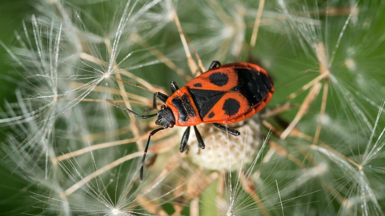 Eine Feuerwanze (Pyrrhocoridae) aus der Familie der Wanzen (Heteroptera), sitzt am 10.05.2012 auf einer Pusteblume in einem Garten in Eichwalde, Brandenburg, am Rande von Berlin.