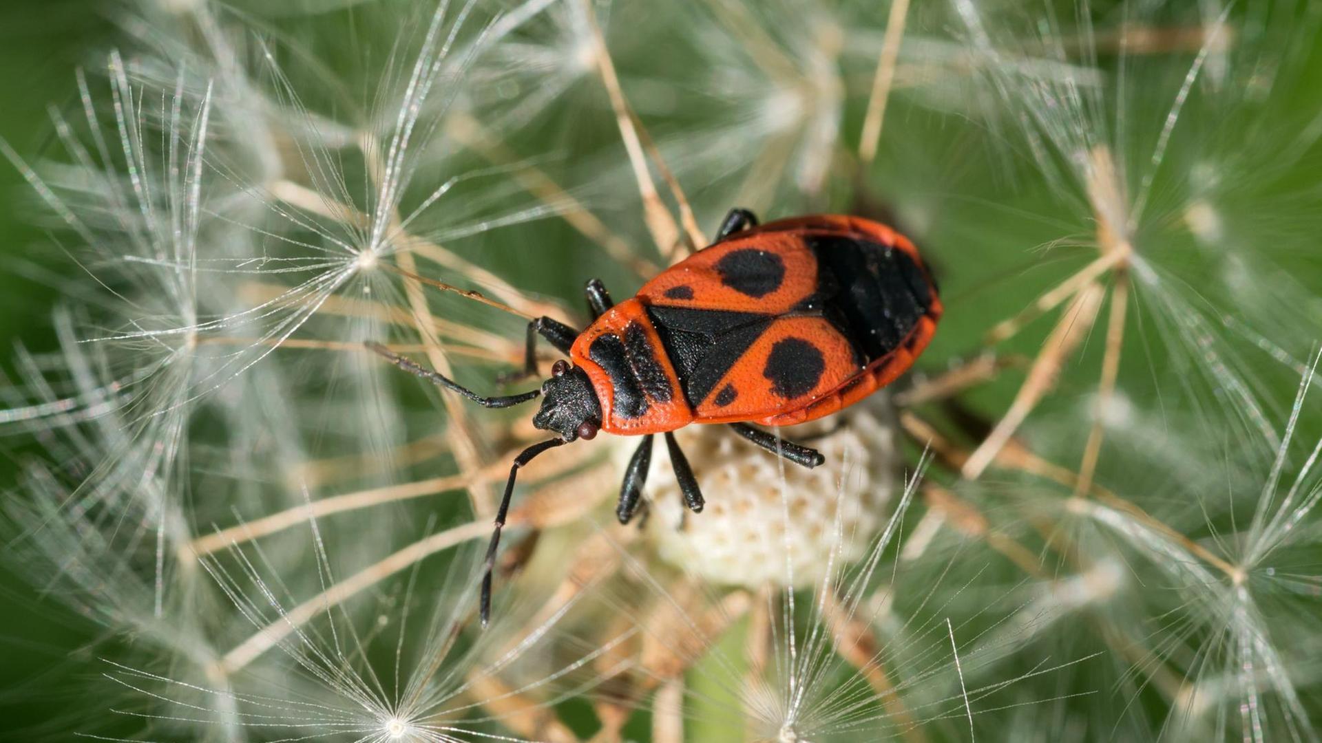 Eine Feuerwanze (Pyrrhocoridae) aus der Familie der Wanzen (Heteroptera), sitzt am 10.05.2012 auf einer Pusteblume in einem Garten in Eichwalde, Brandenburg, am Rande von Berlin. Eine Feuerwanze (Pyrrhocoridae) aus der Familie der Wanzen (Heteroptera), sitzt am 10.05.2012 auf einer Pusteblume in einem Garten in Eichwalde, Brandenburg, am Rande von Berlin.