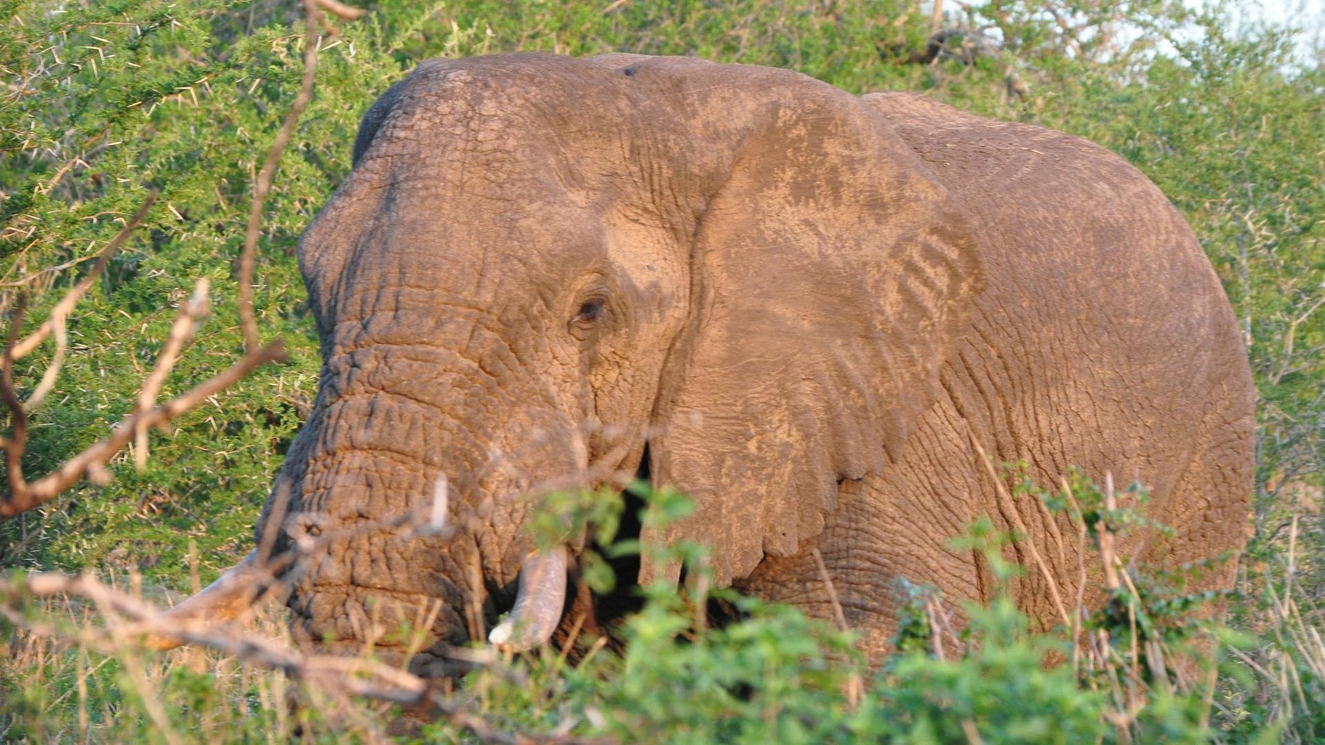 Afrikanischer Elefant im Imfolozi Nationalpark, Südafrika, November 2014