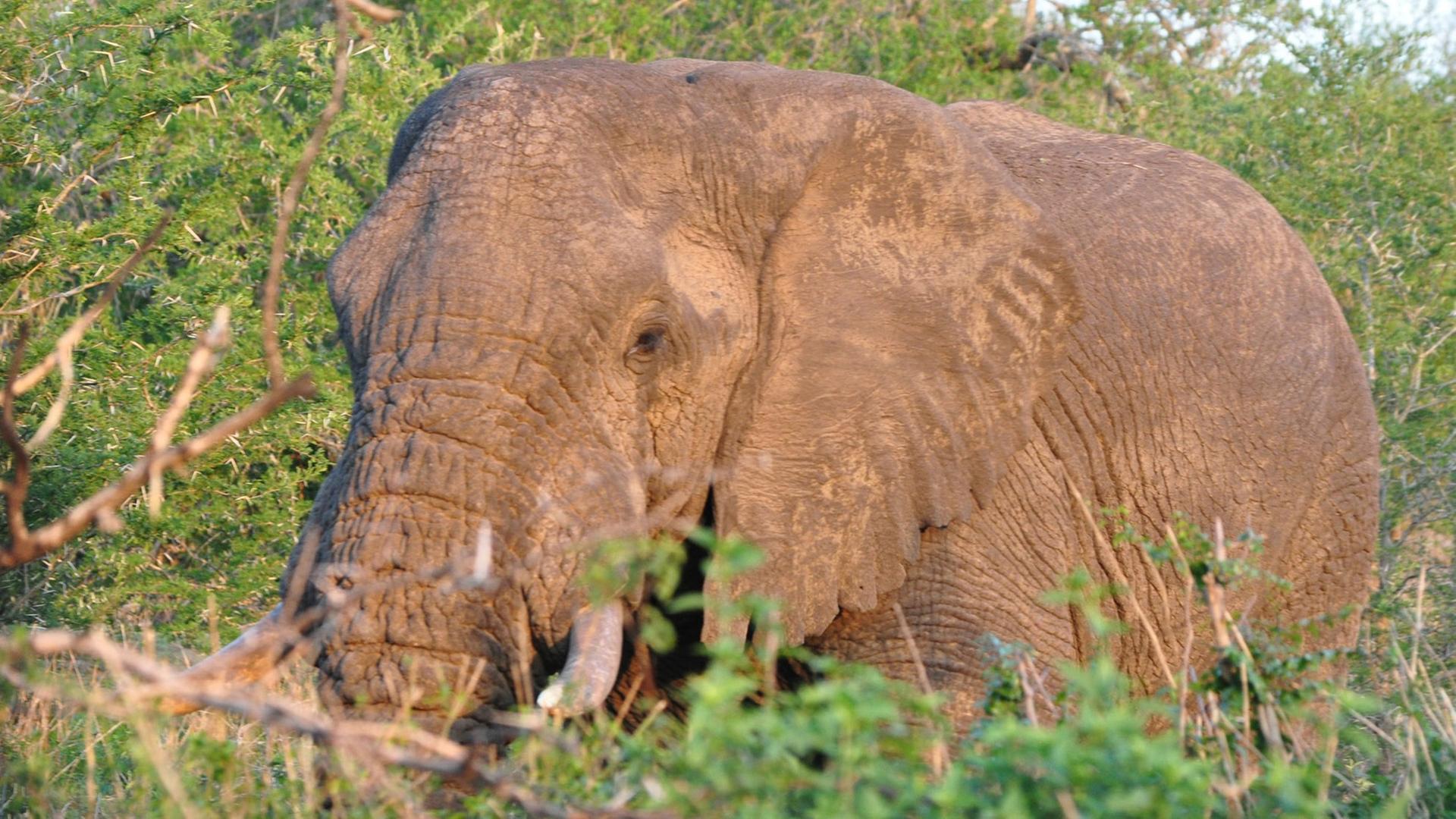 Afrikanischer Elefant im Imfolozi Nationalpark, Südafrika, November 2014 Afrikanischer Elefant im Imfolozi Nationalpark, Südafrika, November 2014