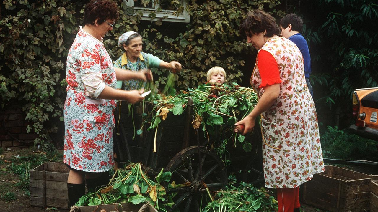 Bäuerinnen im Oberspreewald in der Niederlausitz trennen Kraut von frisch geernteten Rüben. Bäuerinnen im Oberspreewald in der Niederlausitz trennen Kraut von frisch geernteten Rüben.