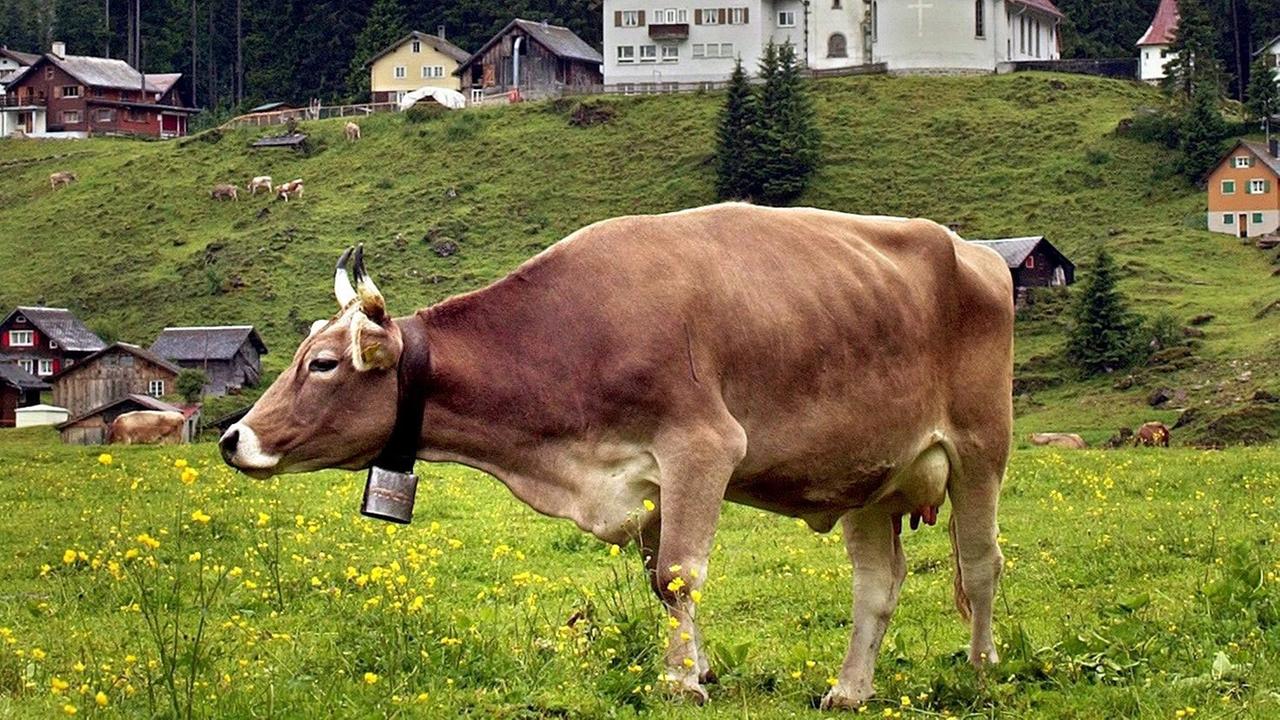 Auf einer Schweizer Alm steht eine Kuh mit einer Kuhglocke um den Hals und trotzt dem schlechten Wetter.
