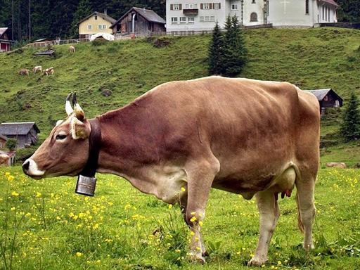 Auf einer Schweizer Alm steht eine Kuh mit einer Kuhglocke um den Hals und trotzt dem schlechten Wetter.